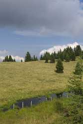 Verditz Schwarzsee Alm See Ufer Sommer Kaernten Oesterreich Fine Art Photographer Stock Pictures - 003951 - 21-08-2009 - 4228x7854 Pixel Verditz Schwarzsee Alm See Ufer Sommer Kaernten Oesterreich Fine Art Photographer Stock Pictures Animal Prints For Sale Fine Art Fotografie Panoramic Coast Tree...