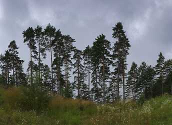 Villach An Der Villacher Alpenstrasse Wald Im Nebel Fine Art Photographers Fine Art Posters - 003600 - 14-08-2008 - 6085x4418 Pixel Villach An Der Villacher Alpenstrasse Wald Im Nebel Fine Art Photographers Fine Art Posters Fine Art Prints For Sale Autumn Barn Art Printing Fine Art...