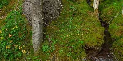 Upper Kananaskis Lake Canmore Alberta Canada Panoramic Landscape Art Prints For Sale - 017185 - 29-08-2015 - 13553x5434 Pixel Upper Kananaskis Lake Canmore Alberta Canada Panoramic Landscape Art Prints For Sale What Is Fine Art Photography Grass Fine Art Photography Prints Mountain...