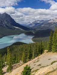 Peyto Lake Louise Alberta Canada Panoramic Landscape Photography Flower Tree Image Stock - 016906 - 18-08-2015 - 7754x10264 Pixel Peyto Lake Louise Alberta Canada Panoramic Landscape Photography Flower Tree Image Stock Hi Resolution Animal Fine Art Landscape Mountain Fine Art Giclee...