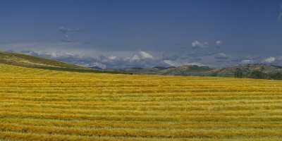 Farmland Longview Alberta Canada Panoramic Landscape Photography Scenic Stock Image Stock Photos - 017204 - 30-08-2015 - 19589x4563 Pixel Farmland Longview Alberta Canada Panoramic Landscape Photography Scenic Stock Image Stock Photos Forest Hi Resolution Grass Fine Art Prints For Sale Rain Fine...