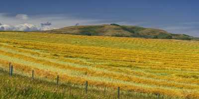 Farmland Longview Alberta Canada Panoramic Landscape Photography Scenic Sale Island - 017205 - 30-08-2015 - 10395x5209 Pixel Farmland Longview Alberta Canada Panoramic Landscape Photography Scenic Sale Island Fine Art Photography Galleries Fine Art Photo Stock Pictures Fine Art...