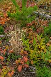 Single Shot Canada Panoramic Landscape Photography Scenic Lake Park Fine Art Photography Galleries - 018344 - 27-08-2015 - 5304x7952 Pixel Single Shot Canada Panoramic Landscape Photography Scenic Lake Park Fine Art Photography Galleries Flower Fine Art Print Image Stock Grass Fine Art Giclee...