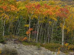 Craig Lake