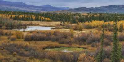 Ibex Valley Whitehorse Yukon Swamp Panoramic Landscape Photography Fine Art Photography Pass - 020267 - 14-09-2016 - 15825x7752 Pixel Ibex Valley Whitehorse Yukon Swamp Panoramic Landscape Photography Fine Art Photography Pass Fine Art Photography Prints For Sale Snow Royalty Free Stock Images...