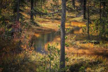 Single Shot Yukon Canada Panoramic Landscape Photography Scenic Photography Prints For Sale Summer - 020845 - 13-09-2016 - 7952x5304 Pixel Single Shot Yukon Canada Panoramic Landscape Photography Scenic Photography Prints For Sale Summer Nature Photo Fine Art Tree Stock Pictures Stock Photos Creek...