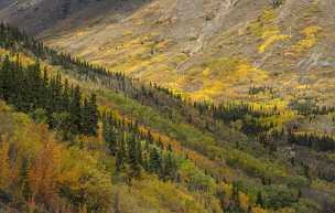 Autumn Forest Autumn Forest - Panoramic - Landscape - Photography - Photo - Print - Nature - Stock Photos - Images - Fine Art Prints -...