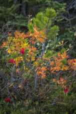 Plant Plant - Panoramic - Landscape - Photography - Photo - Print - Nature - Stock Photos - Images - Fine Art Prints - Sale -...