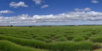 Puimoisson Alpes De Haute Provence France Lavender Field Lake Landscape Photography - 015712 - 27-05-2014 - 15054x6696 Pixel Puimoisson Alpes De Haute Provence France Lavender Field Lake Landscape Photography Fine Art Pictures Fine Art Photography Gallery Barn Fine Art Printing Island...