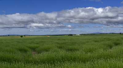 Puimoisson Alpes De Haute Provence France Lavender Field Panoramic Fine Art - 015713 - 27-05-2014 - 12911x7158 Pixel Puimoisson Alpes De Haute Provence France Lavender Field Panoramic Fine Art Fine Art Photography For Sale Grass Modern Wall Art Animal Sea Stock Photos Color...