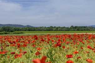 Single Shot Sindle Shot - Panoramic - Landscape - Photography - Photo - Print - Nature - Stock Photos - Images - Fine Art Prints -...