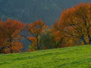 Autumn Tree