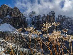 Snow Plant