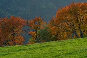 Autumn Tree Autumn Tree - Panorama - Landschaft - Natur - Foto - Kampanien - Panoramic - Landscape - Photography - Photo - Print -...