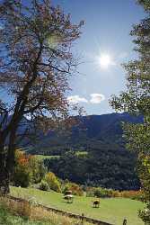 Sankt Peter Villnoess Tal Dolomiten Berg Wald Baum Summer Stock Images Beach Order Snow Pass - 004862 - 11-10-2009 - 4560x7572 Pixel Sankt Peter Villnoess Tal Dolomiten Berg Wald Baum Summer Stock Images Beach Order Snow Pass Fine Art Foto Leave Royalty Free Stock Images Fine Art Printer What...