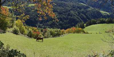 Sankt Peter Villnoess Tal Dolomiten Berg Wald Baum Royalty Free Stock Photos Photo Fine Art Color - 004866 - 11-10-2009 - 9639x4152 Pixel Sankt Peter Villnoess Tal Dolomiten Berg Wald Baum Royalty Free Stock Photos Photo Fine Art Color Landscape Country Road Fine Art Photography Galleries Art...