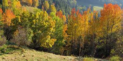 Seis Herbst Laub Baum Sonne Wald Panorama Snow Mountain Art Photography Gallery Rain Photography - 001203 - 14-10-2007 - 9050x4244 Pixel Seis Herbst Laub Baum Sonne Wald Panorama Snow Mountain Art Photography Gallery Rain Photography Autumn Sea Images Modern Art Print Island Fog Fine Art...