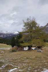 Sella Pass Val Gardena Geislergruppe Dolomiten Baum Eis Art Prints For Sale - 005391 - 17-10-2009 - 4166x6819 Pixel Sella Pass Val Gardena Geislergruppe Dolomiten Baum Eis Art Prints For Sale Photography Prints For Sale Stock Images Images Fine Art Pictures Stock Pictures...