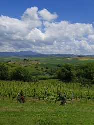 Bagno Vignoni Tuscany Italy Toscana Italien Spring Fruehling Stock Images Grass Forest - 014026 - 19-05-2013 - 7239x9602 Pixel Bagno Vignoni Tuscany Italy Toscana Italien Spring Fruehling Stock Images Grass Forest Fine Art Giclee Printing Tree Leave Ice Fine Art Nature Photography...