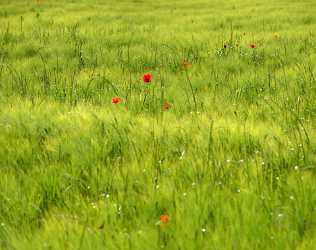 Lucignano Tuscany Italy Toscana Italien Spring Fruehling Scenic Stock Pictures Flower - 012610 - 15-05-2012 - 5314x4206 Pixel Lucignano Tuscany Italy Toscana Italien Spring Fruehling Scenic Stock Pictures Flower Fine Art Print Fine Art Printer Fine Art Landscape Photography Stock...