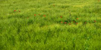 Lucignano Tuscany Italy Toscana Italien Spring Fruehling Scenic Fine Art Photography Galleries - 012614 - 15-05-2012 - 9157x4529 Pixel Lucignano Tuscany Italy Toscana Italien Spring Fruehling Scenic Fine Art Photography Galleries Leave Photography Prints For Sale Sunshine Senic Fine Arts...