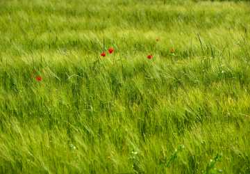 Lucignano Tuscany Italy Toscana Italien Spring Fruehling Scenic Photo Sale - 012617 - 15-05-2012 - 7164x4973 Pixel Lucignano Tuscany Italy Toscana Italien Spring Fruehling Scenic Photo Sale Royalty Free Stock Images Photography Lake What Is Fine Art Photography Prints Modern...