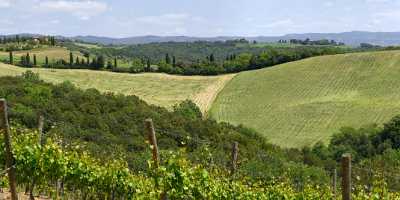 Montalcino Hill Winery Tuscany Italy Toscana Italien Spring Fine Art Photography Gallery - 012588 - 15-05-2012 - 16446x4585 Pixel Montalcino Hill Winery Tuscany Italy Toscana Italien Spring Fine Art Photography Gallery Art Prints For Sale Forest Nature Town Fine Art Prints Image Stock Fine...