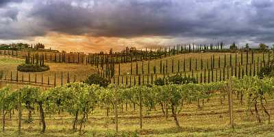 Montefalconi Tuscany Marinello Torre Del Colombaio Winery Panoramic Fine Arts Photography Summer - 022770 - 16-09-2017 - 19252x7658 Pixel Montefalconi Tuscany Marinello Torre Del Colombaio Winery Panoramic Fine Arts Photography Summer Shore Fine Art Photography Prints Royalty Free Stock Images...