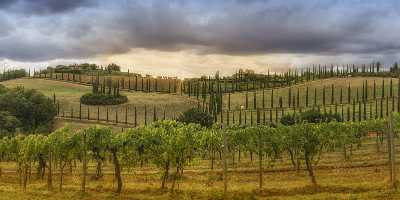 Montefalconi Tuscany Marinello Torre Del Colombaio Winery Panoramic Fine Art Landscape - 022771 - 16-09-2017 - 18454x7680 Pixel Montefalconi Tuscany Marinello Torre Del Colombaio Winery Panoramic Fine Art Landscape Fine Art Landscape Photography Fine Art Printer Landscape Photography...