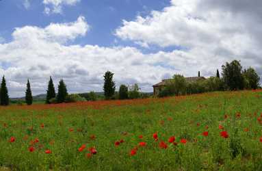 Montefollonico Tuscany Italy Toscana Italien Spring Fruehling Poppy Photo Fine Art - 014002 - 19-05-2013 - 10103x6593 Pixel Montefollonico Tuscany Italy Toscana Italien Spring Fruehling Poppy Photo Fine Art Modern Art Prints Prints For Sale Fine Art Landscapes Grass Rain Cloud What...