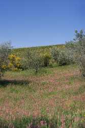 Montepulciano Tuscany Italy Toscana Italien Spring Fruehling Scenic Stock Photos Sky Park - 012948 - 17-05-2012 - 4142x9089 Pixel Montepulciano Tuscany Italy Toscana Italien Spring Fruehling Scenic Stock Photos Sky Park Image Stock Animal Fine Art Print Fine Art America Photo Fine Art...