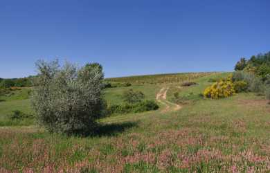 Montepulciano Tuscany Italy Toscana Italien Spring Fruehling Scenic Stock Photos City - 012950 - 17-05-2012 - 8486x5446 Pixel Montepulciano Tuscany Italy Toscana Italien Spring Fruehling Scenic Stock Photos City Fine Art Landscape Country Road Rain Fine Art Giclee Printing Stock Grass...