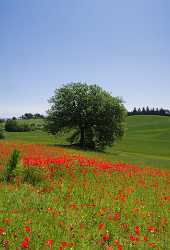 Montepulciano Mohn Papaver Flower Blumen Tuscany Italy Toscana Image Stock Prints For Sale Order - 012963 - 17-05-2012 - 4090x6029 Pixel Montepulciano Mohn Papaver Flower Blumen Tuscany Italy Toscana Image Stock Prints For Sale Order Fine Art Photography For Sale Island Fine Art Fotografie Fine...