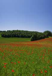 Montepulciano Mohn Papaver Flower Blumen Tuscany Italy Toscana Famous Fine Art Photographers - 012964 - 17-05-2012 - 4098x5968 Pixel Montepulciano Mohn Papaver Flower Blumen Tuscany Italy Toscana Famous Fine Art Photographers Art Printing Snow Fine Art Coast Fine Art Photography Prints For...