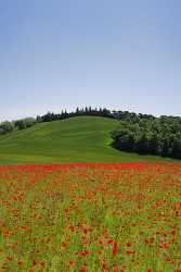 Montepulciano Mohn Papaver Flower Blumen Tuscany Italy Toscana Modern Wall Art Rain Art Prints - 012965 - 17-05-2012 - 3938x6445 Pixel Montepulciano Mohn Papaver Flower Blumen Tuscany Italy Toscana Modern Wall Art Rain Art Prints Stock Photos Shore Barn Royalty Free Stock Photos Fine Art...