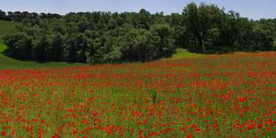 Montepulciano Mohn Papaver Flower Blumen Tuscany Italy Toscana Stock Image Fine Art Giclee Printing - 012967 - 17-05-2012 - 12811x4078 Pixel Montepulciano Mohn Papaver Flower Blumen Tuscany Italy Toscana Stock Image Fine Art Giclee Printing Fine Art America Park Fine Art Photography Gallery Fine Art...