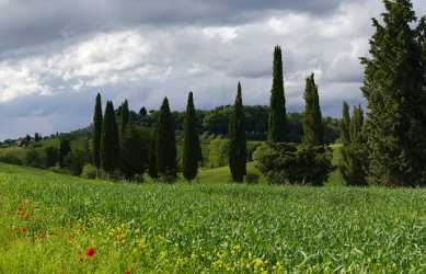 Pienza Tuscany Italy Toscana Italien Spring Fruehling Scenic Photography Prints Autumn Shoreline - 014085 - 20-05-2013 - 10821x6950 Pixel Pienza Tuscany Italy Toscana Italien Spring Fruehling Scenic Photography Prints Autumn Shoreline Modern Art Prints Fine Art Foto Fine Arts Photography Prints...