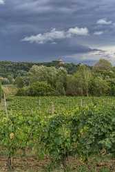 San Giovanni A Corazzano Tuscany Winery Panoramic Viepoint Fine Art Nature Photography Senic Sale - 022882 - 11-09-2017 - 7741x12856 Pixel San Giovanni A Corazzano Tuscany Winery Panoramic Viepoint Fine Art Nature Photography Senic Sale Stock Image Modern Wall Art Fog Fine Art Photography Prints...