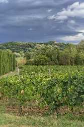 San Giovanni A Corazzano Tuscany Winery Panoramic Viepoint Autumn Spring Fine Art Printing - 022884 - 11-09-2017 - 7797x11772 Pixel San Giovanni A Corazzano Tuscany Winery Panoramic Viepoint Autumn Spring Fine Art Printing Stock Image Barn Photo Fine Art Sunshine Landscape Fine Art Nature...