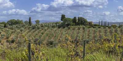 Santa Cristina In Salivolpe Tuscany Winery Panoramic Viepoint Fine Art Posters Sky Stock Images - 022873 - 12-09-2017 - 31267x7831 Pixel Santa Cristina In Salivolpe Tuscany Winery Panoramic Viepoint Fine Art Posters Sky Stock Images Park Winter Prints For Sale Stock Photos Image Stock Fine Art...