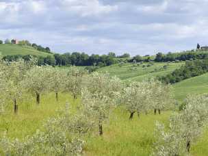 Torrita di Siena