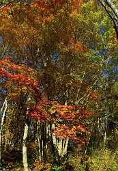 Nagano Kagamiike Pond Autumn Viewpoint Panorama Photo Panoramic Sea Landscape Mountain - 013749 - 28-10-2013 - 4302x6223 Pixel Nagano Kagamiike Pond Autumn Viewpoint Panorama Photo Panoramic Sea Landscape Mountain Art Prints For Sale Modern Art Prints Fine Art America Leave Famous Fine...