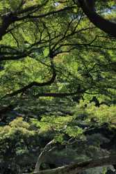 Tokyo Korakuen Park Down Town Autumn Viewpoint Panorama Coast Lake Order Photo Fine Art - 013611 - 27-10-2013 - 4437x11726 Pixel Tokyo Korakuen Park Down Town Autumn Viewpoint Panorama Coast Lake Order Photo Fine Art Fine Art Photographers Panoramic Fine Art Printer Sunshine Fine Art...