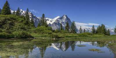 Antseeuwen Grosse Scheidegg Grindelwald Eiger Moench Jungfrau Flower Art Photography Gallery - 021542 - 13-06-2017 - 16999x7391 Pixel Antseeuwen Grosse Scheidegg Grindelwald Eiger Moench Jungfrau Flower Art Photography Gallery Art Prints Sky Fine Art Photographer Spring Rain Shoreline Forest...