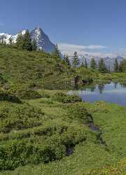 Antseeuwen Grosse Scheidegg Grindelwald Eiger Moench Jungfrau Flower Stock Pictures - 021544 - 13-06-2017 - 7358x10240 Pixel Antseeuwen Grosse Scheidegg Grindelwald Eiger Moench Jungfrau Flower Stock Pictures Fine Art Posters Beach Coast Fine Arts Photography Sky Famous Fine Art...