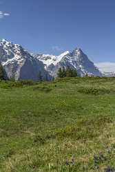 Antseeuwen Grosse Scheidegg Grindelwald Eiger Moench Jungfrau Flower Fine Art Prints Photography - 021545 - 13-06-2017 - 7406x12315 Pixel Antseeuwen Grosse Scheidegg Grindelwald Eiger Moench Jungfrau Flower Fine Art Prints Photography Stock Photos Animal Fine Art Sale Snow Landscape Leave Fog Park...