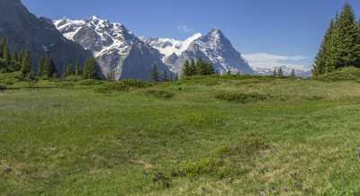 Antseeuwen Grosse Scheidegg Grindelwald Eiger Moench Jungfrau Flower Landscape - 021546 - 13-06-2017 - 13366x7295 Pixel Antseeuwen Grosse Scheidegg Grindelwald Eiger Moench Jungfrau Flower Landscape Fine Art Photography Prints For Sale Stock Photos Fine Art Photographer Prints...