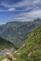 Baeregg Grindelwald Glacier Flower Snow Alps Panoramic Viepoint Stock Pictures Sea - 021459 - 14-06-2017 - 7284x11860 Pixel Baeregg Grindelwald Glacier Flower Snow Alps Panoramic Viepoint Stock Pictures Sea Fine Art Nature Photography Prints Fine Art Printing Rain Lake Art Prints...