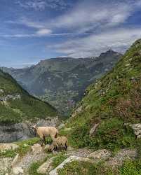 Baeregg Grindelwald Glacier Flower Snow Alps Panoramic Viepoint Sunshine Ice Fine Art - 021460 - 14-06-2017 - 7229x8982 Pixel Baeregg Grindelwald Glacier Flower Snow Alps Panoramic Viepoint Sunshine Ice Fine Art Art Photography Gallery Stock Modern Art Print Fine Art Prints For Sale...