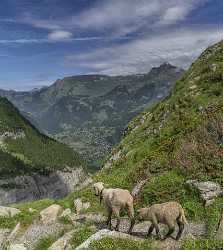 Baeregg Grindelwald Glacier Flower Snow Alps Panoramic Viepoint Fine Art Nature Photography - 021461 - 14-06-2017 - 7313x8203 Pixel Baeregg Grindelwald Glacier Flower Snow Alps Panoramic Viepoint Fine Art Nature Photography Fine Art Landscape Photography Fine Art Photography Prints Fine Art...